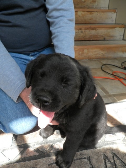 [puppy%252001%255B4%255D.jpg]