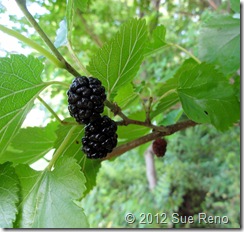 SueReno_WhiteMulberries