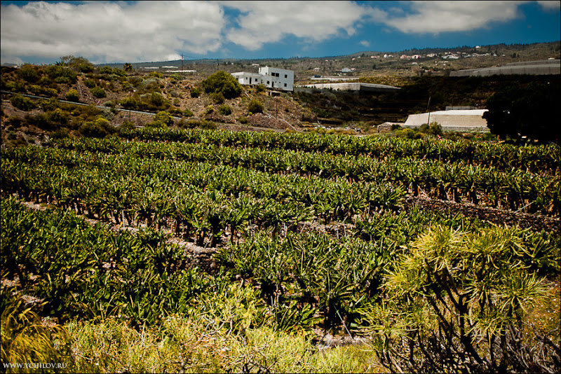 004 www.ychilov.ru foto tenerife.jpg