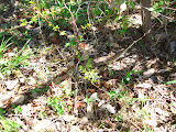 Another cool lizard. This one had a REALLY long tail and we though maybe it was a snake at first. Transition to Madagascar - 079.jpg