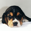 1024-beagle-10.jpg