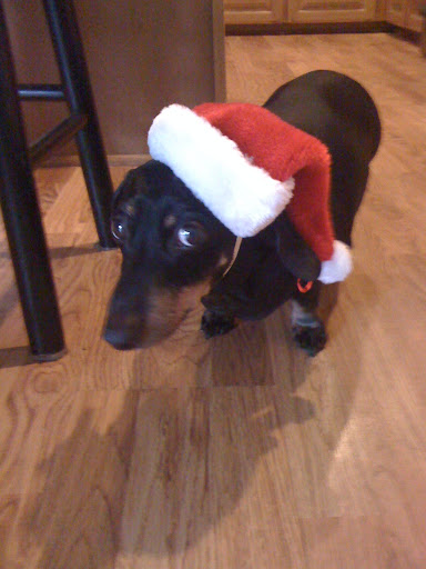 Barbara K. says Buddy is ready for Christmas!