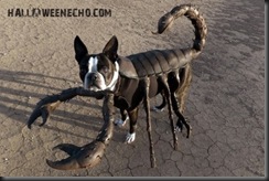 echo_the_scorpion_dog
