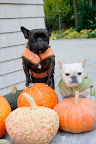 Don't even try to to claim these pumpkins!