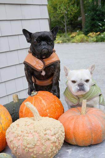 Don't even try to to claim these pumpkins!