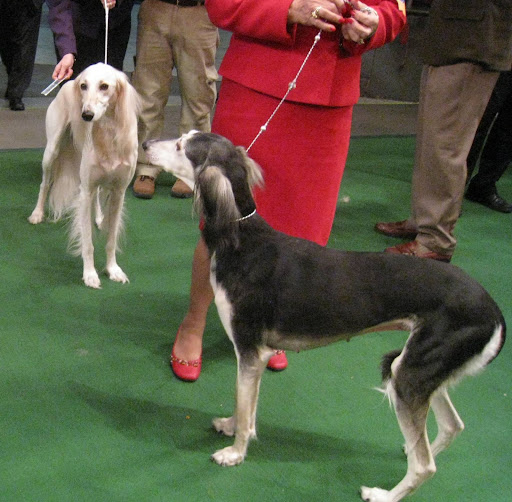 Salukis