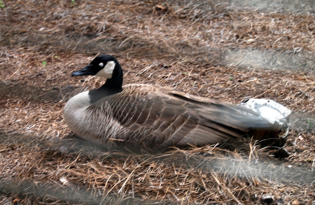 [Mama-goose-through-window4.jpg]