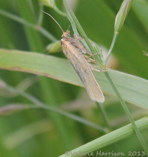 [80-tortrix%255B2%255D.jpg]