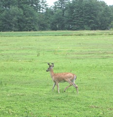 7.26.2012 deer on morse bros bog facing woods getting ready to run