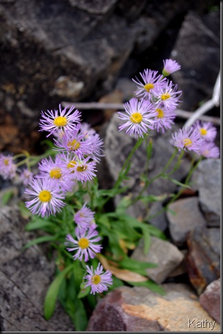 Fall Aster