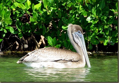 pelican