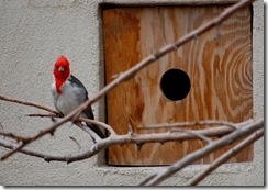 aviary39