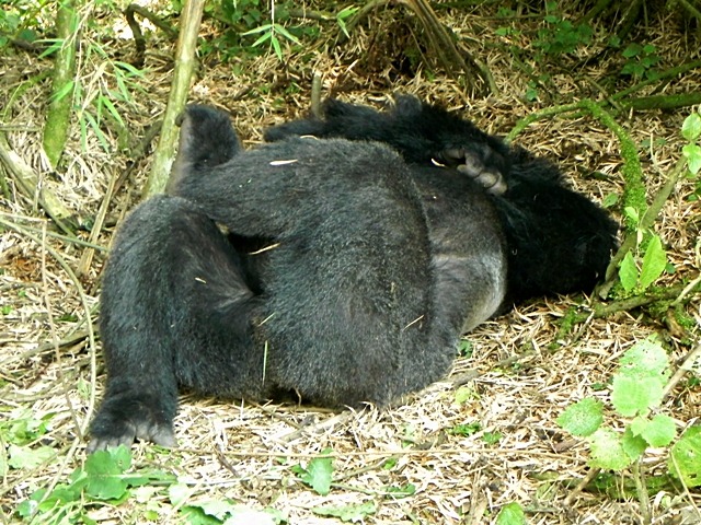 [Rwanda_Gorillas-72.jpg]