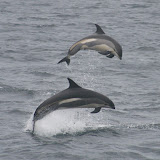 Leaping atlantic white-sided dolphins (photo by jodi sivak)