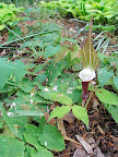 Another Arisaema sikokianum, this time with some dainty epimedium flowers.