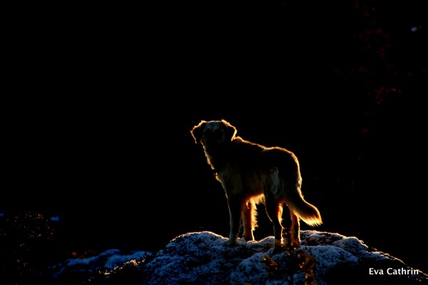 IMG 3813