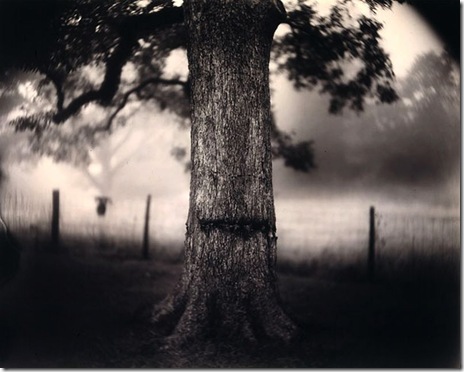 Scarred Tree, Sally Mann, 1996