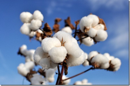 new farm cotton 2012 (15)