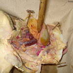 dissect27.jpg