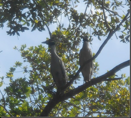 yellow crested night herons