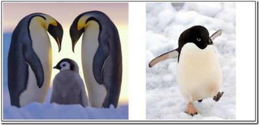 real pengs