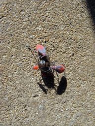 Red-shouldered bug nymph and instars