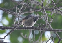 DSC_1102.JPG