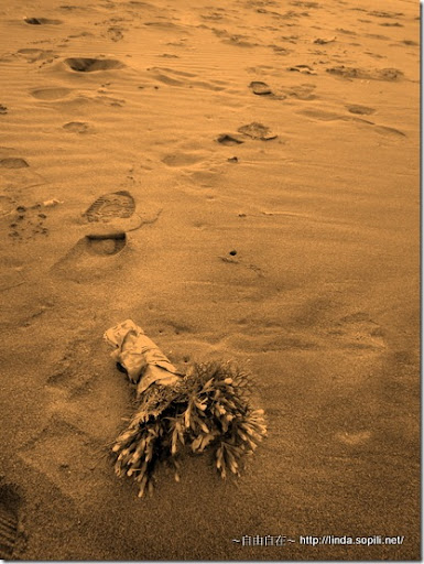沙崙海水浴場-遺棄的捧花 沙崙海水浴場-遺棄的捧花
