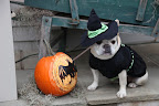 Of course, Franny.  Why, I was just adorning this beautifully carved jack-o-lantern with some Spanish moss for an extra spooky look!  Don't you just love my witch costume?