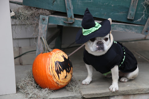 Of course, Franny.  Why, I was just adorning this beautifully carved jack-o-lantern with some Spanish moss for an extra spooky look!  Don't you just love my witch costume?