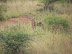 South Africa Day 1 - On Safari