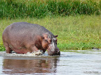 Murchison Falls Nationalpark