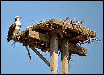 08 - E.G. Simmons - Bike Ride - Osprey