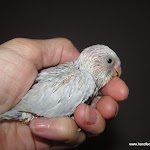 Dec 13-11 Sky & Rocky's Babies Kai 21 days old.JPG
