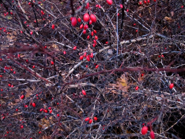 [IMG_9658%255B3%255D.jpg]