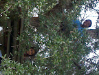 Tree House4.jpg
