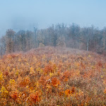 IMG_2958.jpg