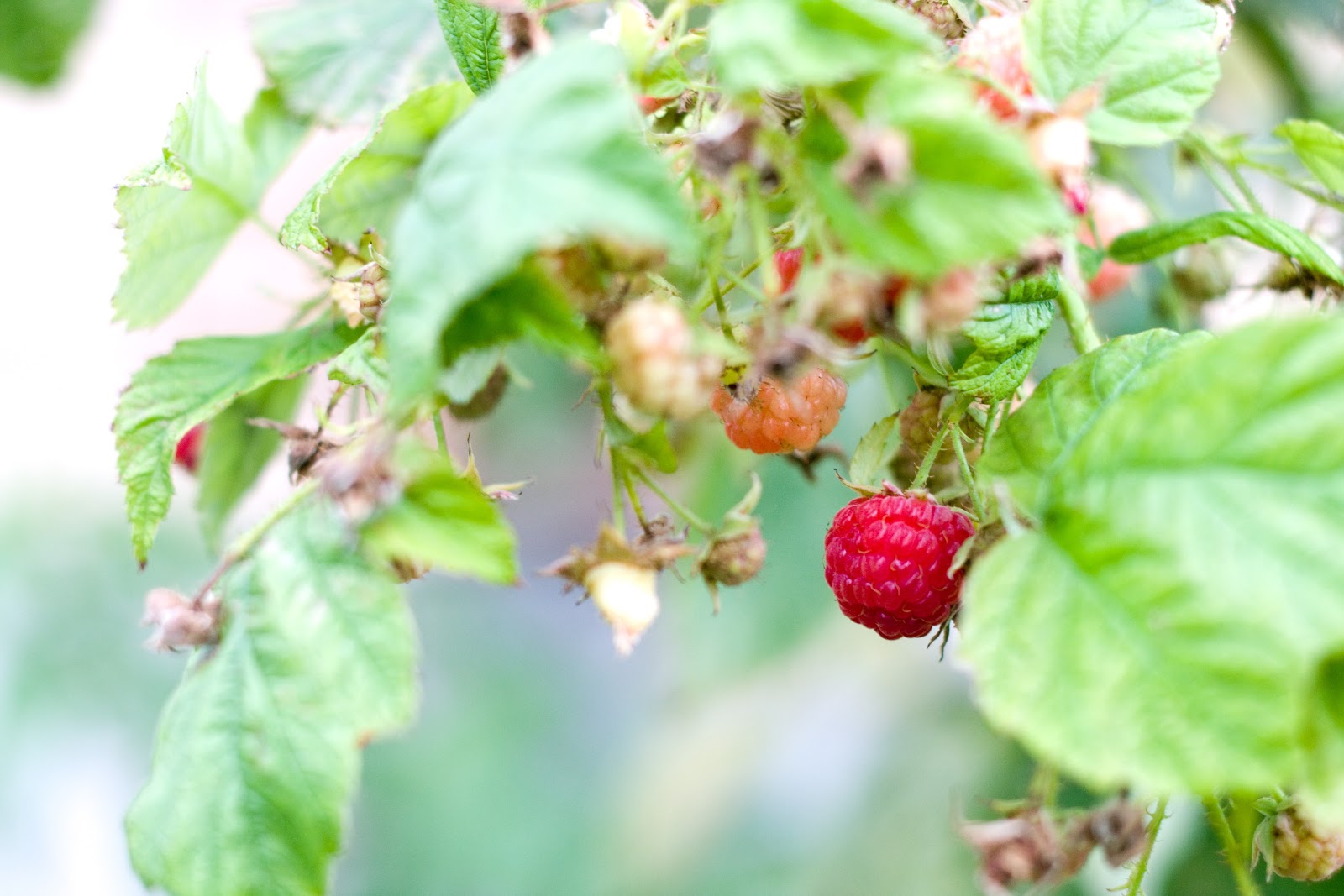 [9.6.12%2520-%2520raspberry%255B5%255D.jpg]