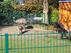 2011.11.14-005 kangourou géant