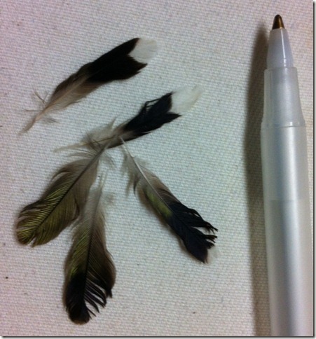 feathers2012