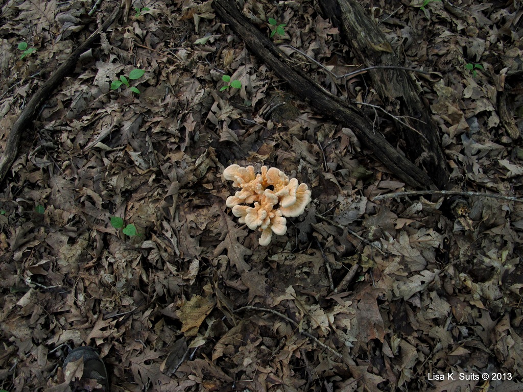 [Laetiporus%2520from%2520above%255B5%255D.jpg]