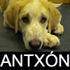 ANTXON ANTXON