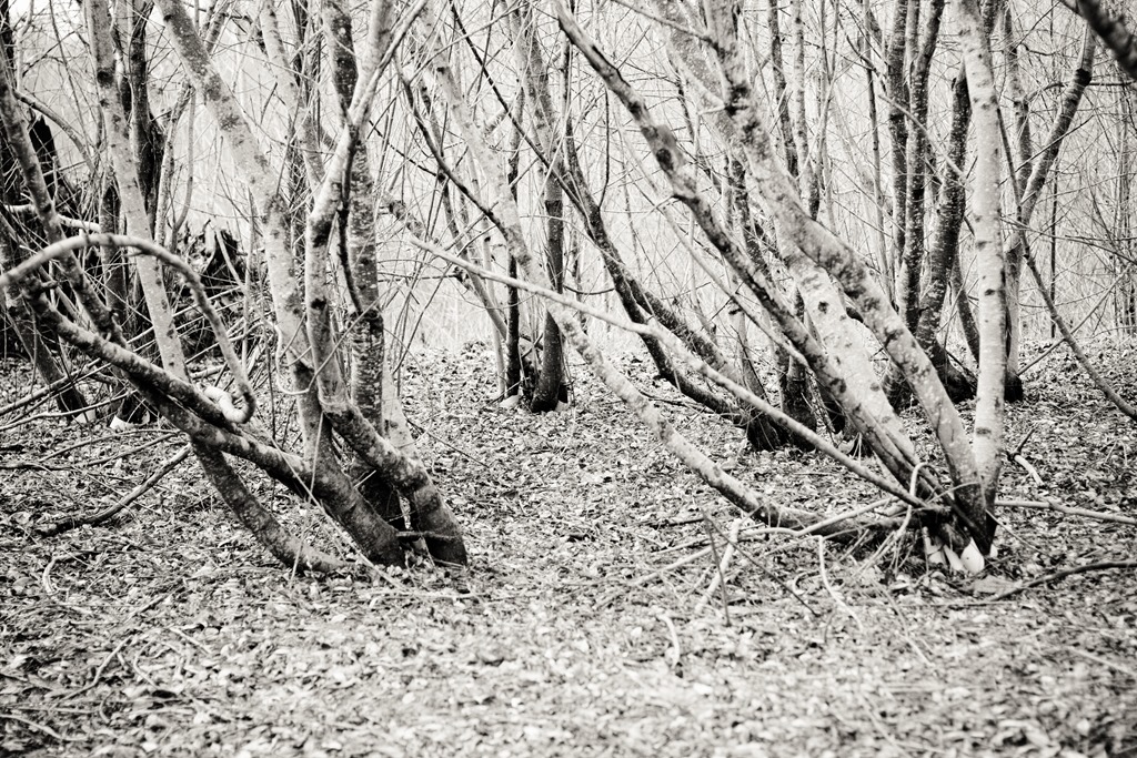 [20130317-IMG_70234.jpg]