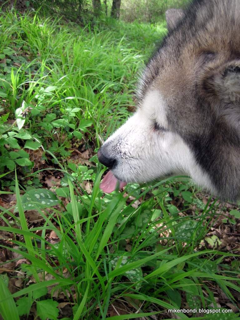 [Munson%2520-%2520almost%2520a%2520panda%255B5%255D.jpg]