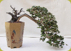 40_fotos_bonsai_html_m2f634abe