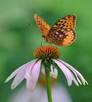 DSC_1800.JPG