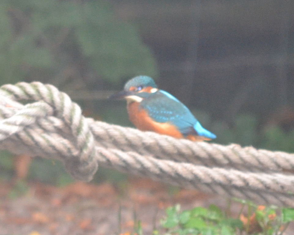 [kingfisher-at-thrupp-by-dave5.jpg]