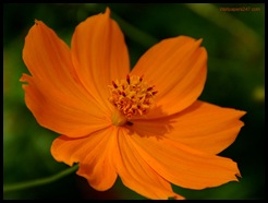 Orange-Flower-1024-357629