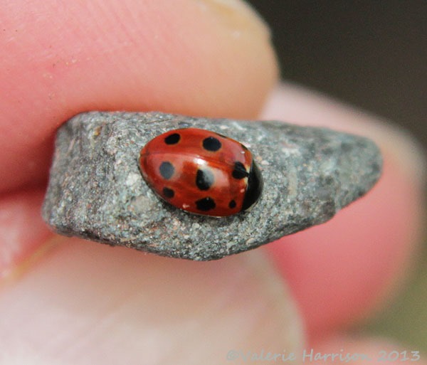 [6-eleven-spot-ladybird%255B2%255D.jpg]