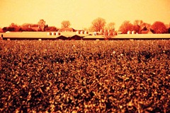 Farm-Life-14---XPRO